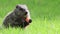 Small cute Groundhog eating carrot in grass, turns head