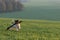 Small cute happy size madness Jack Russell Terrier dog carries a large branch on a green meadow