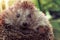 small and cute hedgehog, forest animal,