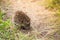 Small cute hedgehog on the nature in the grass in sunlight