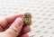 Small cute hermit crab in hand close up in Sharm ash Sheikh, Egypt. Cancer hermit