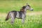 Small cute horse on green background