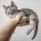 Small, cute kitten lies on a strong male hand and sleepily looks forward, on a white background