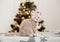Small cute kitten is sitting on the plaid.Christmas tree background.Copy space