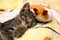 Small cute kitten sleeps hugging plush toy