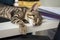 Small cute kitten with tiger pattern fur sleeping on an office table. Selective focus. Employee of the month humor concept