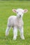 Small cute lamb gambolling in a meadow in a farm