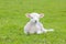 Small cute lamb gambolling in a meadow in a farm