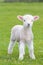 Small cute lamb gambolling in a meadow in a farm