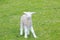 Small cute lamb gambolling in a meadow in a farm