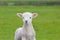 Small cute lamb gambolling in a meadow in a farm