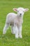 Small cute lamb gambolling in a meadow in a farm