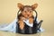 Small cute little Yorkshire terrier sitting in black kettle