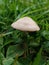 Small cute mushroom growing in a lawn of grass and clover