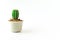 Small cute plant minimal style on white background