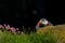 Small cute puffin bird hiding behind a mossy rock