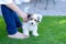 Small cute puppy on backyard grass with owner