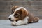 Small cute puppy chewing food on the floor