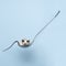 Small cute siamese mouse climbs on a soup spoon against a soft blue background