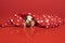 Small cute siamese mouse hides under a red and white dotted scarf against a red background