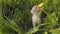 A small cute spotted yellow-gray-white kitten approaches a yellow dandelion flower, sniffs, meows, and goes on