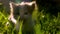 A small cute spotted yellow-gray-white kitten sneaks in the middle of the grass and meows. Blurred background