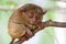 Small and cute tarsier