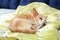 Small cute tired Chihuahua dog resting on bed on a sunny day on blanket. Care for pet. Portrait of dog sleeping morning on couch.