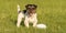 Small cute tricolor Jack Russell Terrier is standing at a bullet and is waiting. Sporty obedient dog in training