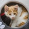 Small cute white-ginger kitten sitting in lair