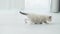 Small Cute White Kitten Runs On Floor