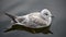 Small cute white seagull swimming on calm pond water