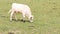 Small cute white texas longhorn eating grass on meadow