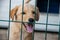 Small cute yellow puppy behind bars in cage at shelter for abounded homeless dogs