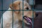 Small cute yellow puppy behind bars in cage at shelter for abounded homeless dogs