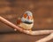 Small cute Zebra Finch, Taeniopygia guttata, perched on branch looking towards left