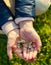 Small daisies in hands