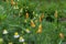 Small daisies and orange flowers in the early morning