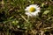 Small daisy