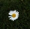 Small Daisy Flower in the grass