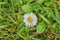 Small daisy on a meadow, California