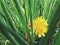 Small dandelion and dark grass