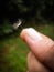 Small dandelion seed between two fingers