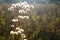 Small dandelions in the light of the setting sun