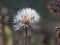 Small dandelions in the sun