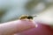 Small dangerous insect wasp stings a man`s finger with a sharp needle in a summer garden