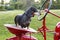 Small dapple dachshund riding on a red tractor