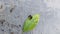 Small dark green blackish leaf caterpillars perched on green leaves eating leaves on the gray cement floor