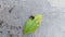 Small dark green blackish leaf caterpillars perched on green leaves eating leaves on the gray cement floor