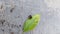 Small dark green blackish leaf caterpillars perched on green leaves eating leaves on the gray cement floor